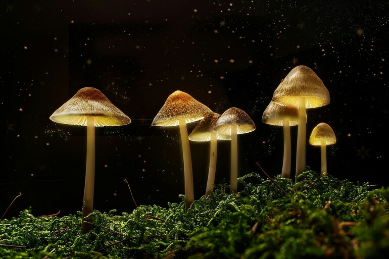 The Science Of Magic Mushrooms W/ Dr Mourad Wahba