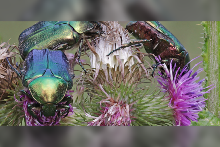 Big Bug Safari with Hunterian Museum