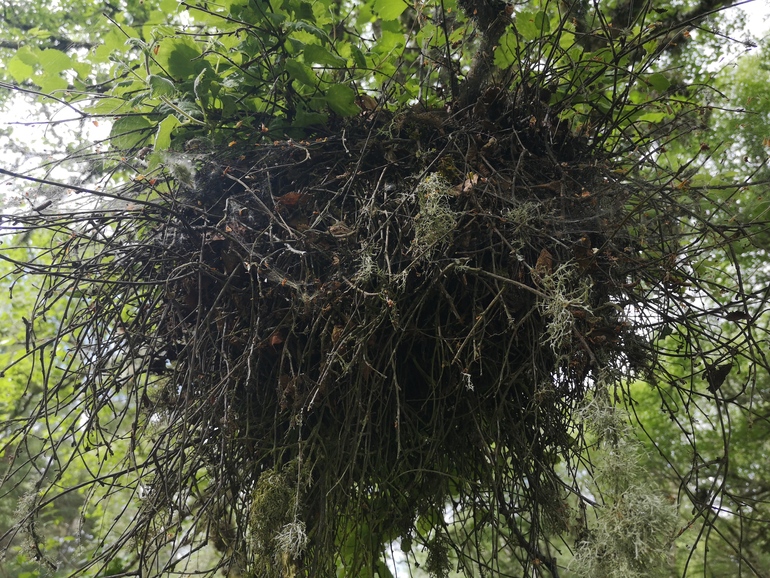 Low Rent - Live Music