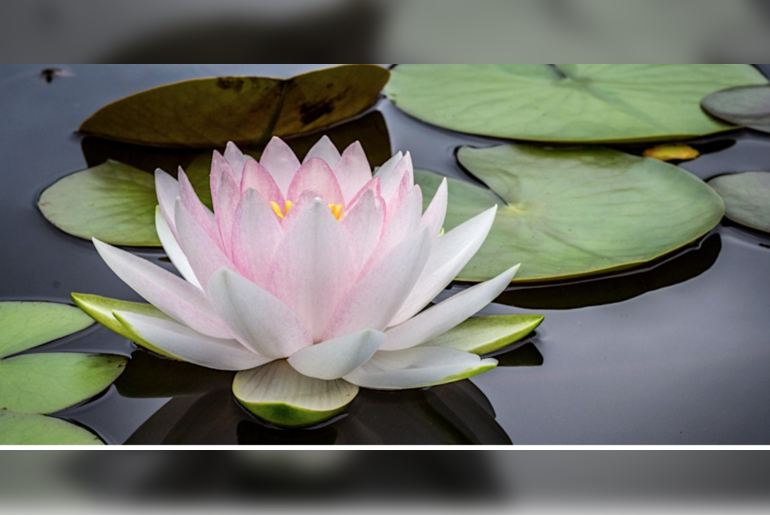 The Lotus Club: Documentary Series